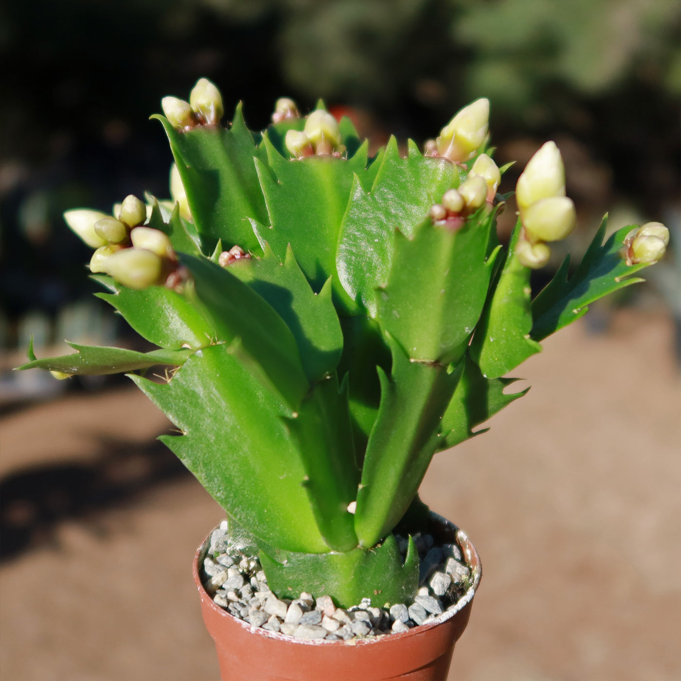 Thanksgiving Cactus - Schlumbergera truncata