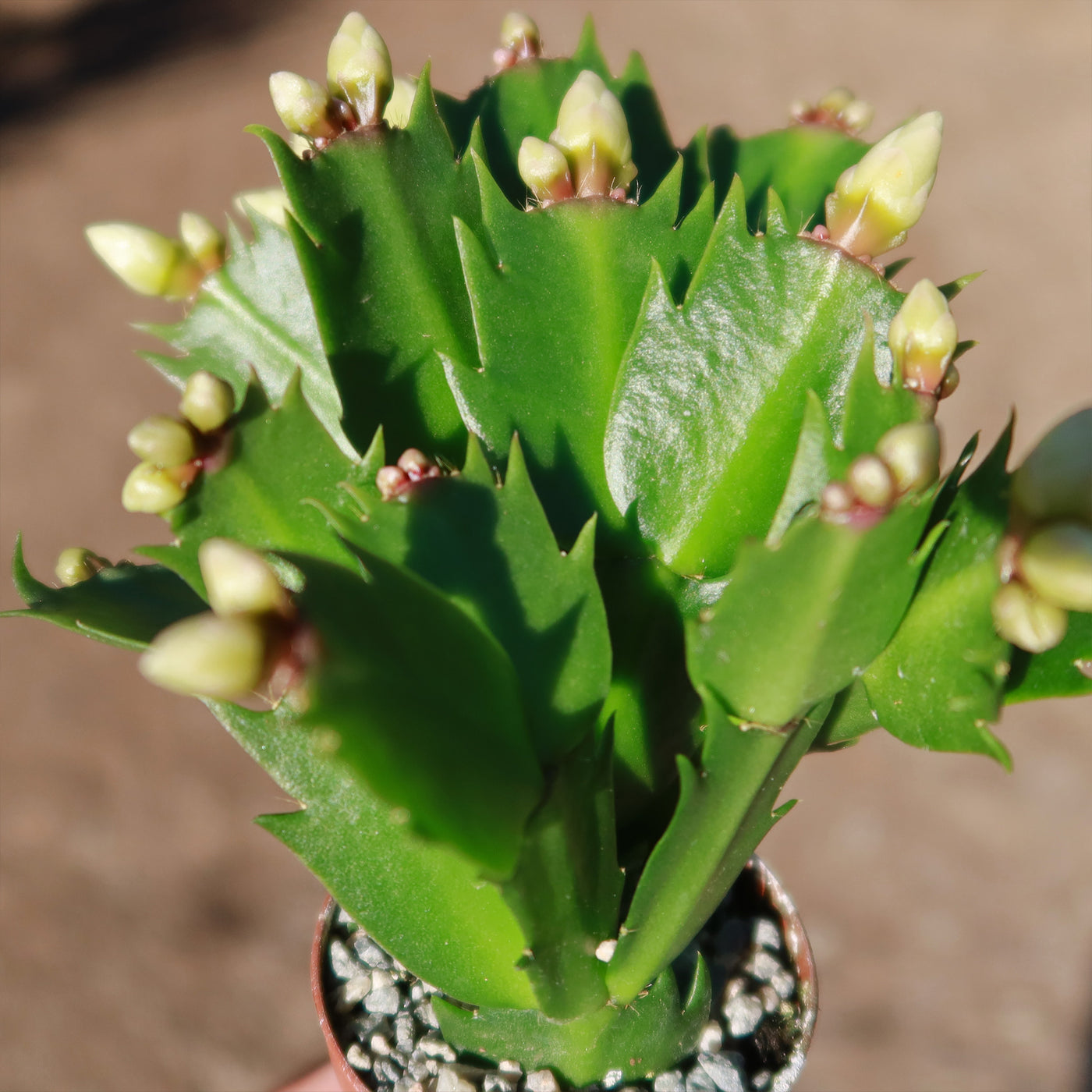schlumbergera succulents Shop 'Christmas Cactus - Schlumbergera bridgesii' Care and Info