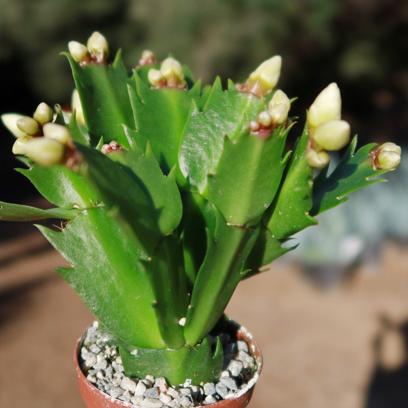 types of christmas cactus plants Buy 'Holiday Cactus