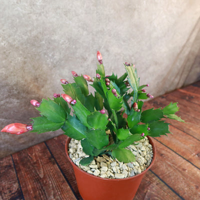 Holiday Cactus – Schlumbergera