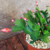 Holiday Cactus – Schlumbergera