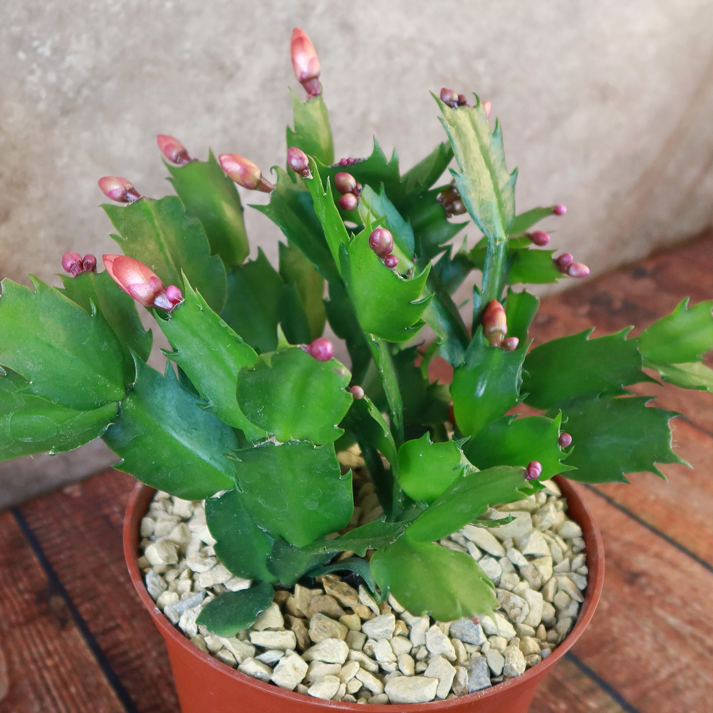 Holiday Cactus – Schlumbergera