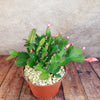 Holiday Cactus – Schlumbergera