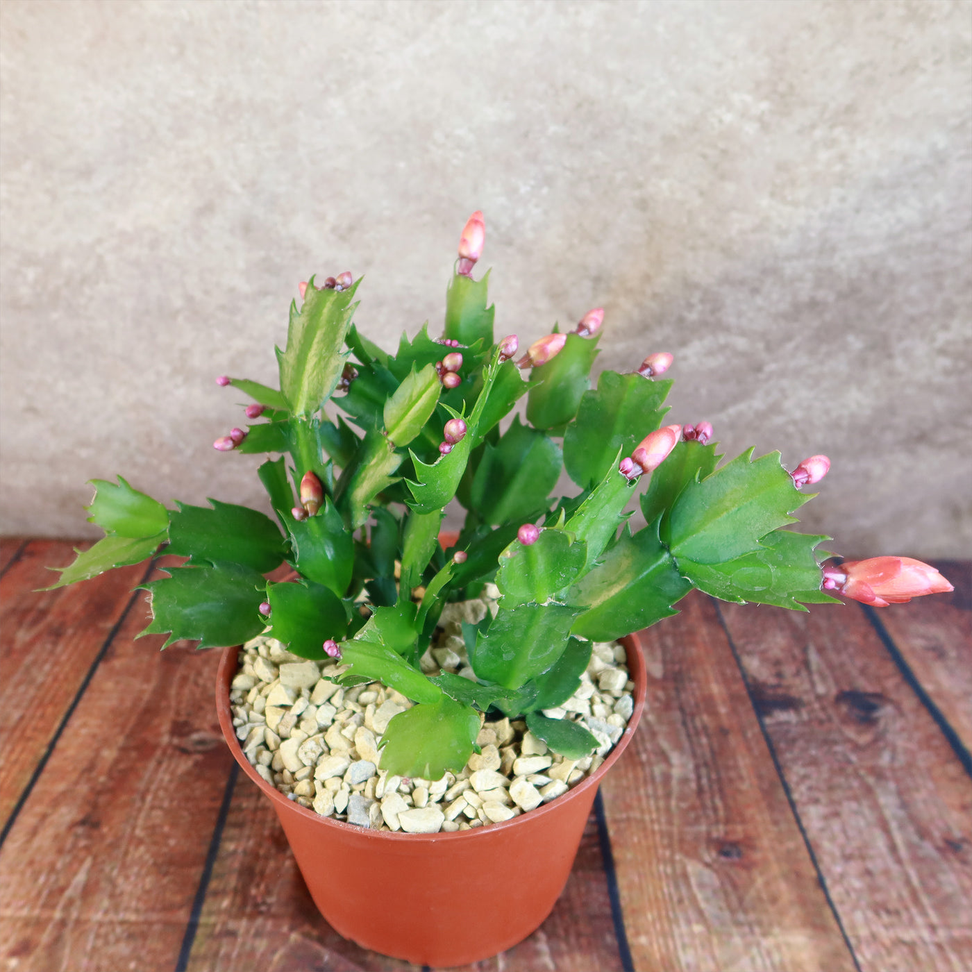 Holiday Cactus – Schlumbergera