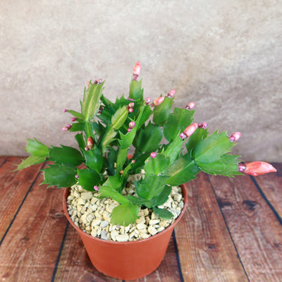 Holiday Cactus – Schlumbergera