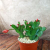 Holiday Cactus – Schlumbergera