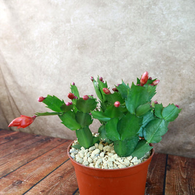 Holiday Cactus – Schlumbergera