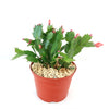 Holiday Cactus – Schlumbergera