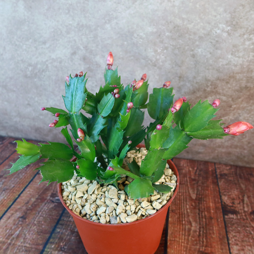 Holiday Cactus – Schlumbergera