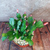 Thanksgiving Cactus - Schlumbergera truncata
