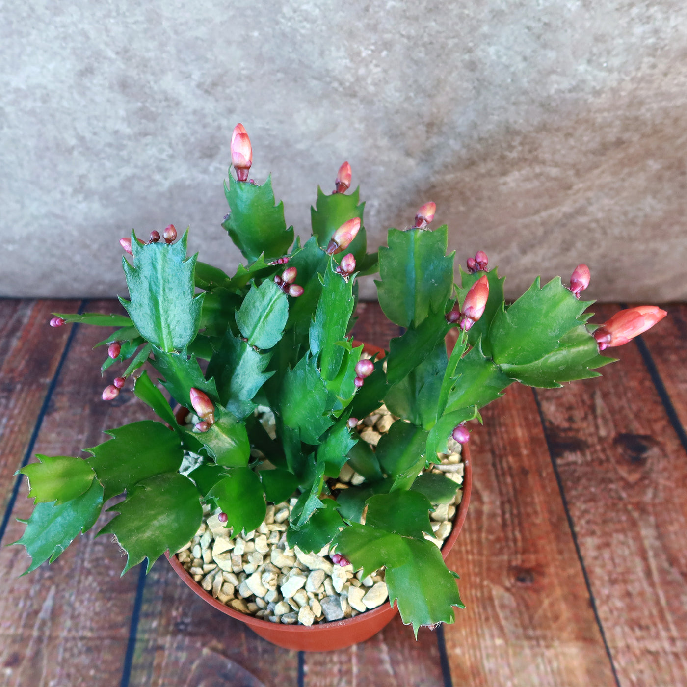 Thanksgiving Cactus - Schlumbergera truncata