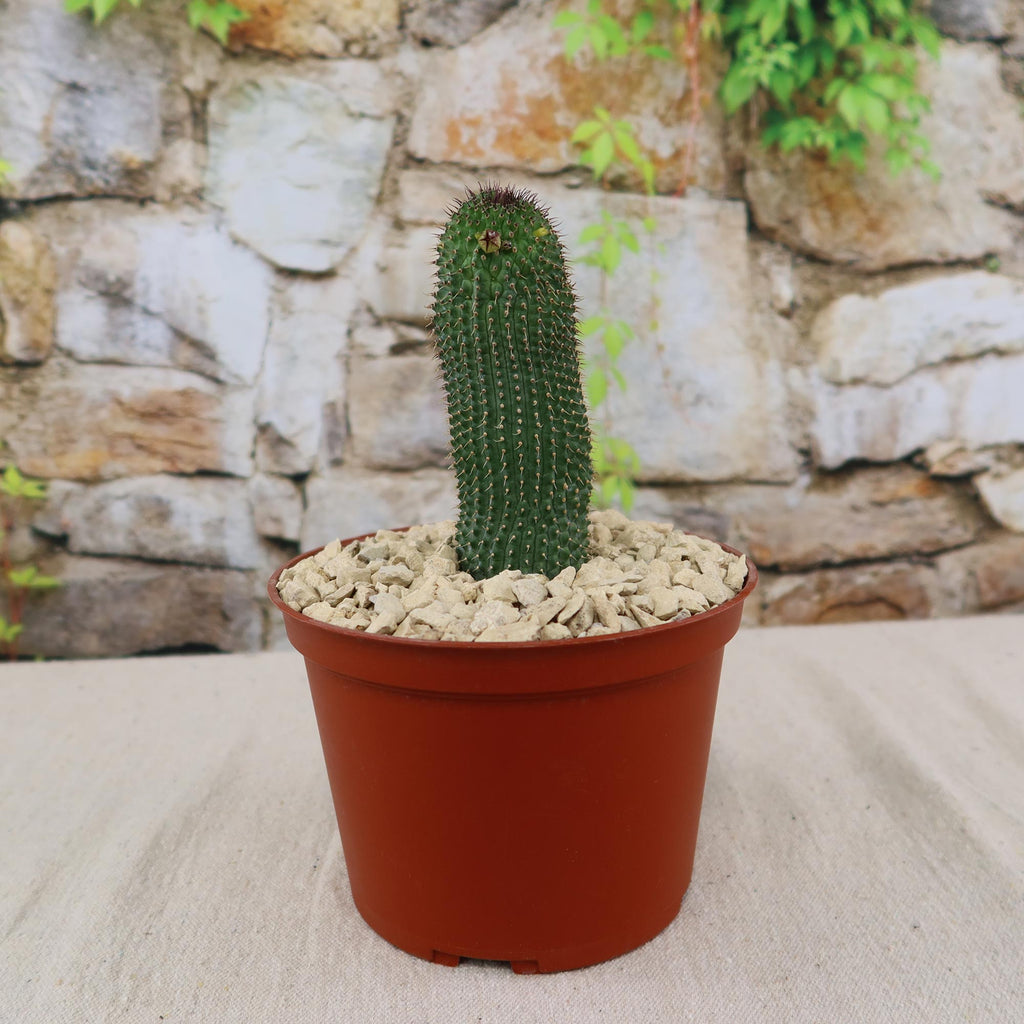 Potted indoor plant with glossy green leaves beside a small Buddha statue