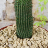 Hoodia pilifera