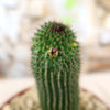 Hoodia pilifera
