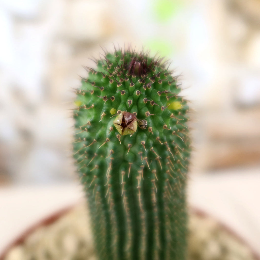 Potted indoor plant with glossy green leaves beside a small Buddha statue