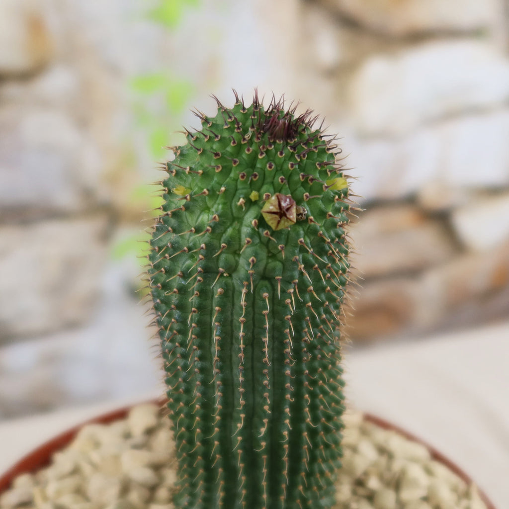 Potted indoor plant with glossy green leaves beside a small Buddha statue