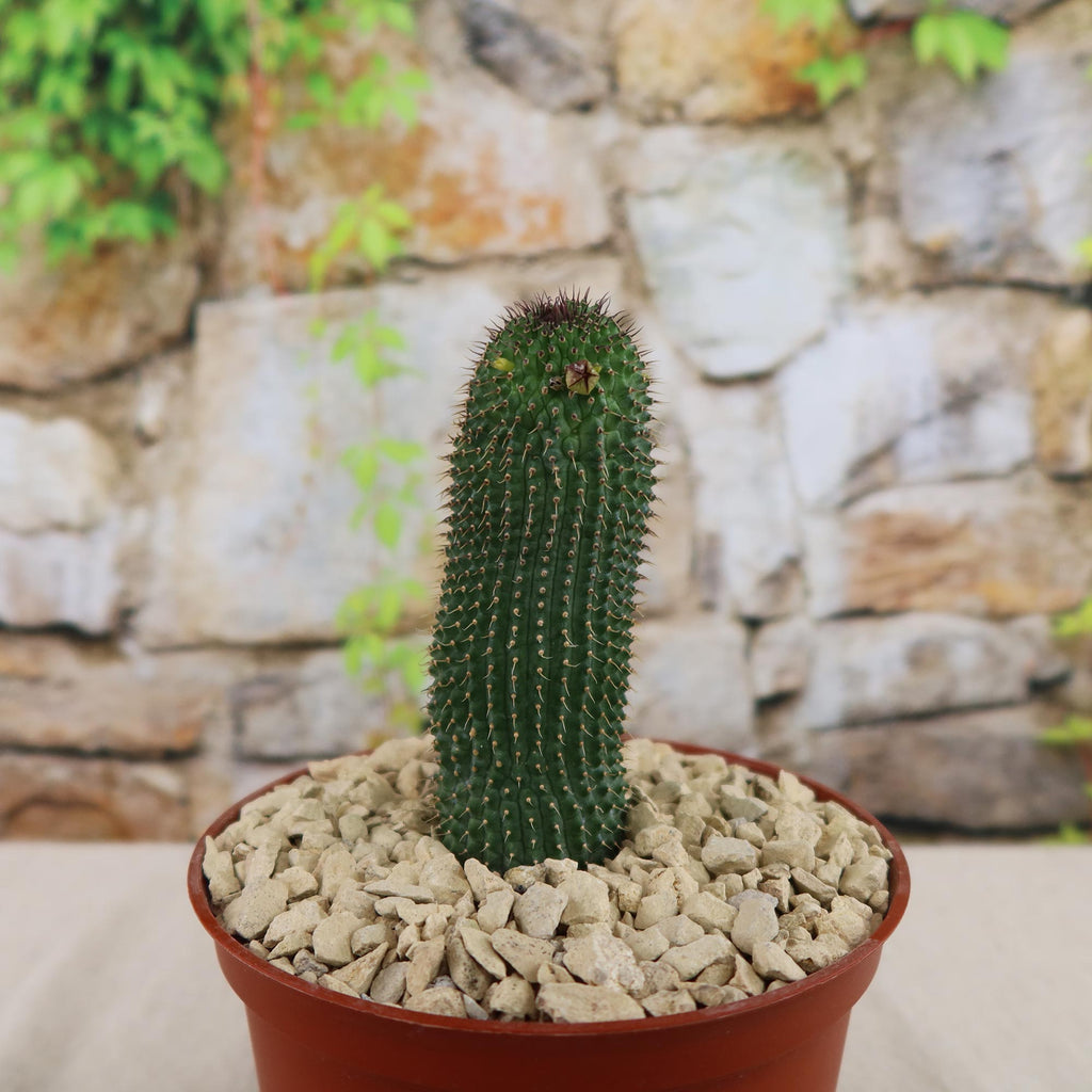 Potted indoor plant with glossy green leaves beside a small Buddha statue