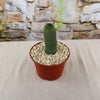 Hoodia pilifera