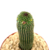 Hoodia pilifera