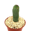 Hoodia pilifera