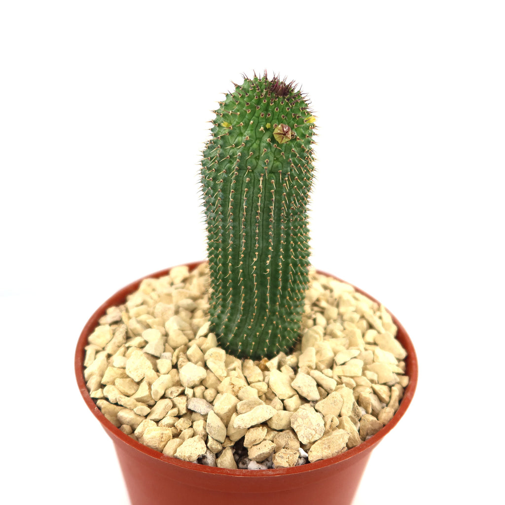 Potted indoor plant with glossy green leaves beside a small Buddha statue