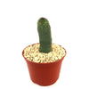 Hoodia pilifera