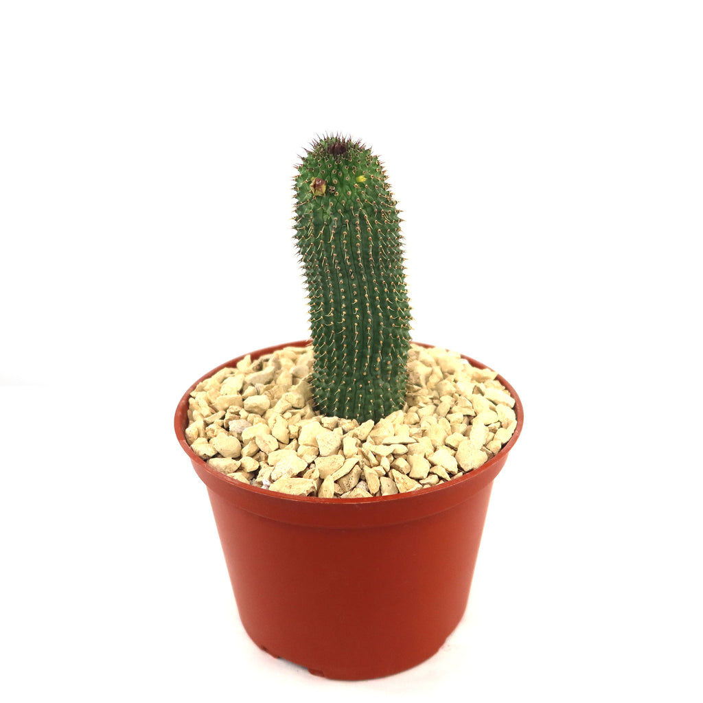 Potted indoor plant with glossy green leaves beside a small Buddha statue