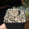 Lithops Hookeri &