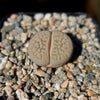 Lithops Hookeri &