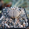 Lithops Hookeri &