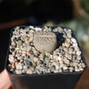 Lithops Hookeri &