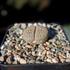 Lithops Hookeri &