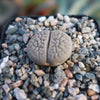 Lithops Hookeri &