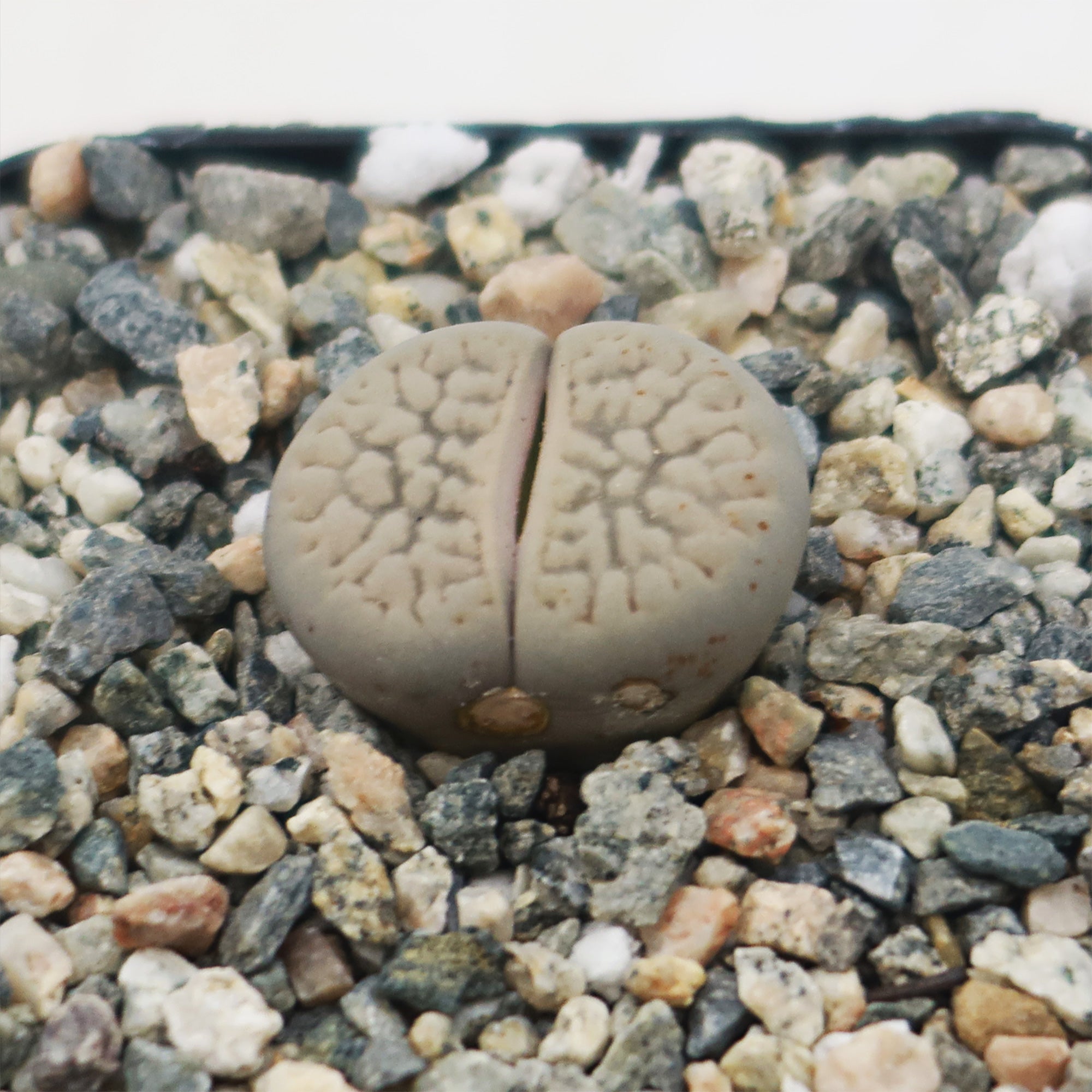 Lithops Hookeri 'Susannae'