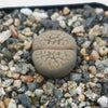 Lithops Hookeri &