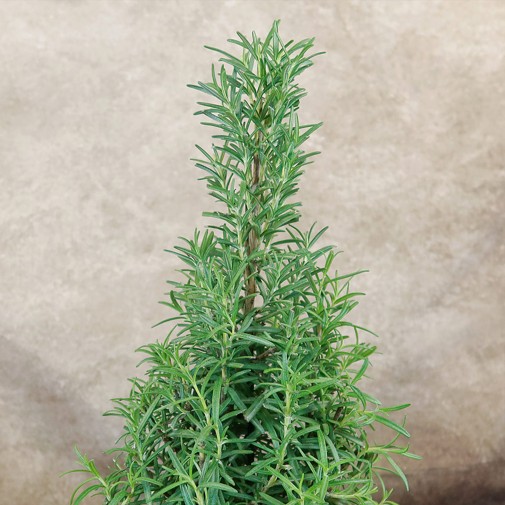 Rosemary Christmas Tree ‘Salvia rosemarinus’