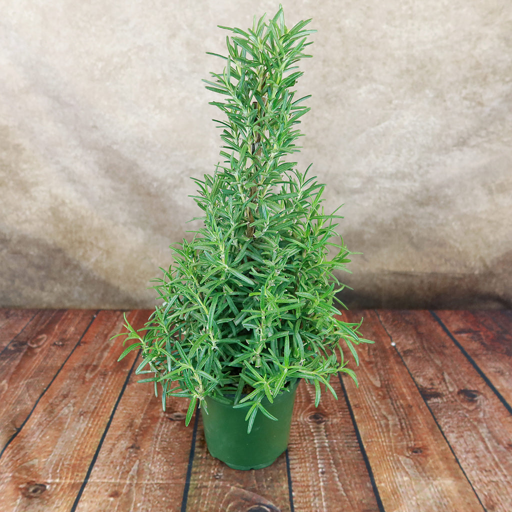 Rosemary Christmas Tree ‘Salvia rosemarinus’