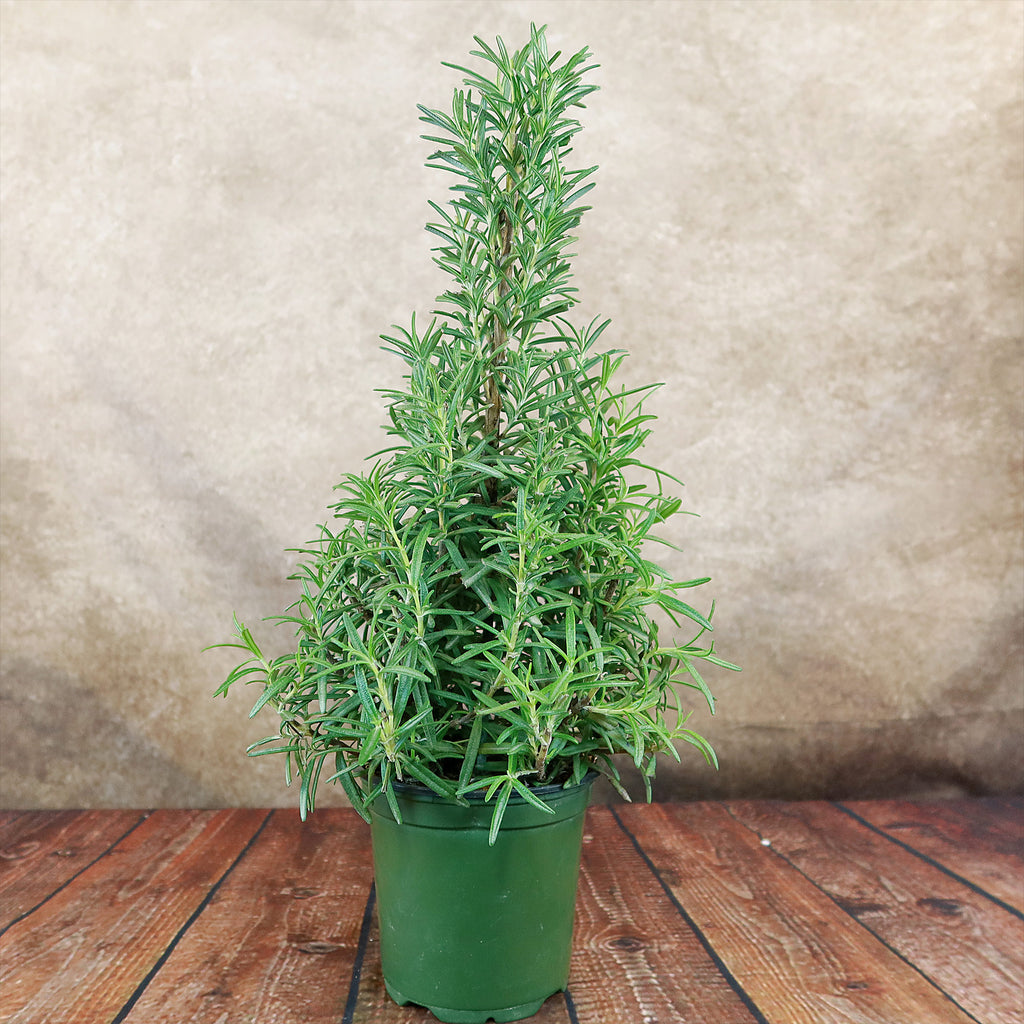 Rosemary Christmas Tree ‘Salvia rosemarinus’