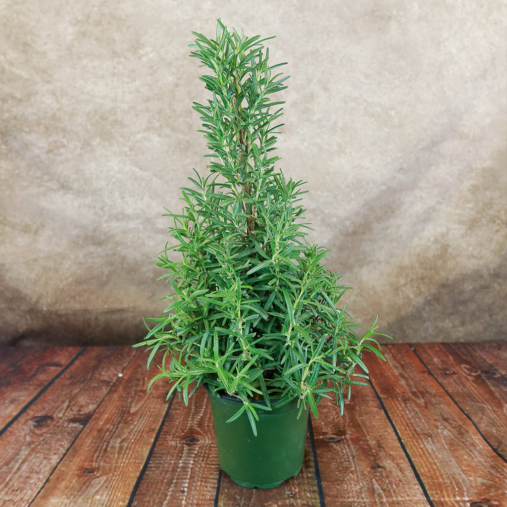 Rosemary Christmas Tree ‘Salvia rosemarinus’