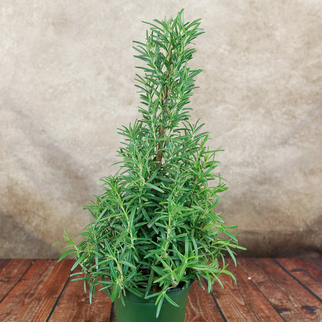 Rosemary Christmas Tree ‘Salvia rosemarinus’