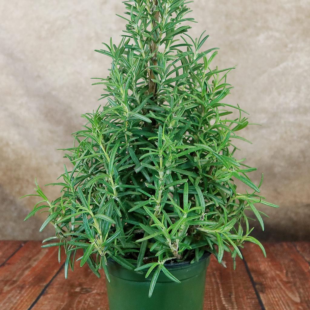 Rosemary Christmas Tree ‘Salvia rosemarinus’