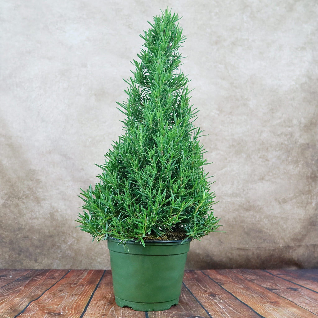 Rosemary Christmas Tree ‘Salvia rosemarinus’