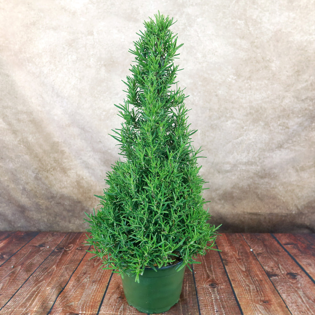Rosemary Christmas Tree ‘Salvia rosemarinus’