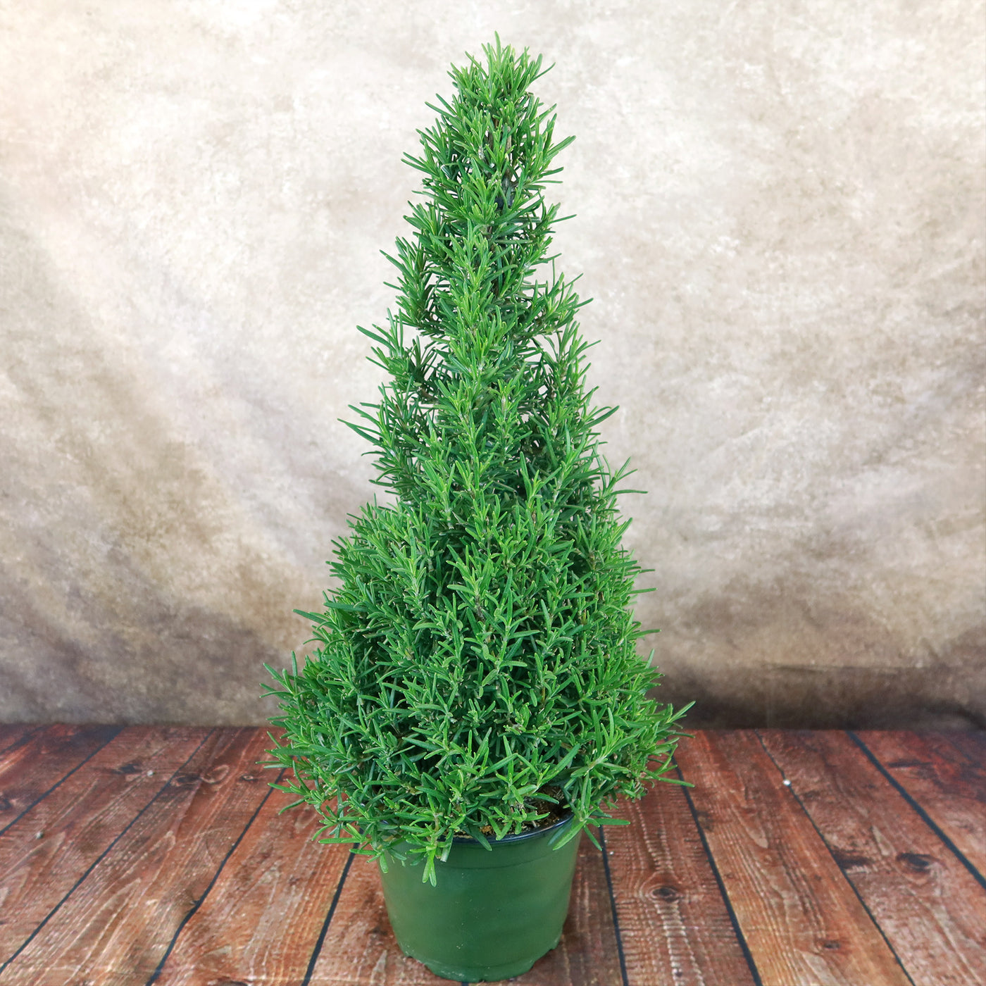 christmas tree pot plant Rosemary Christmas Tree ‘Salvia rosemarinus’ Testing 4" Pot / Teal / Without Pot