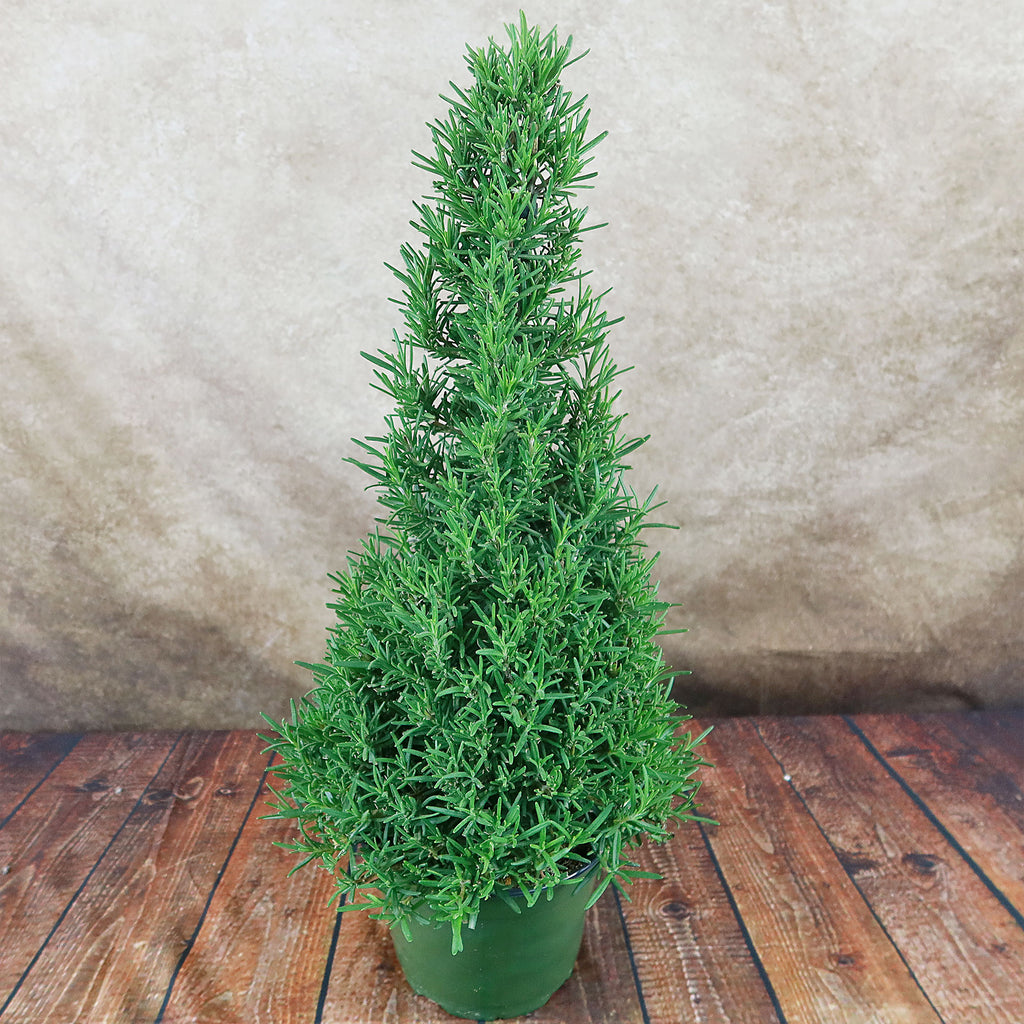 Rosemary Christmas Tree ‘Salvia rosemarinus’