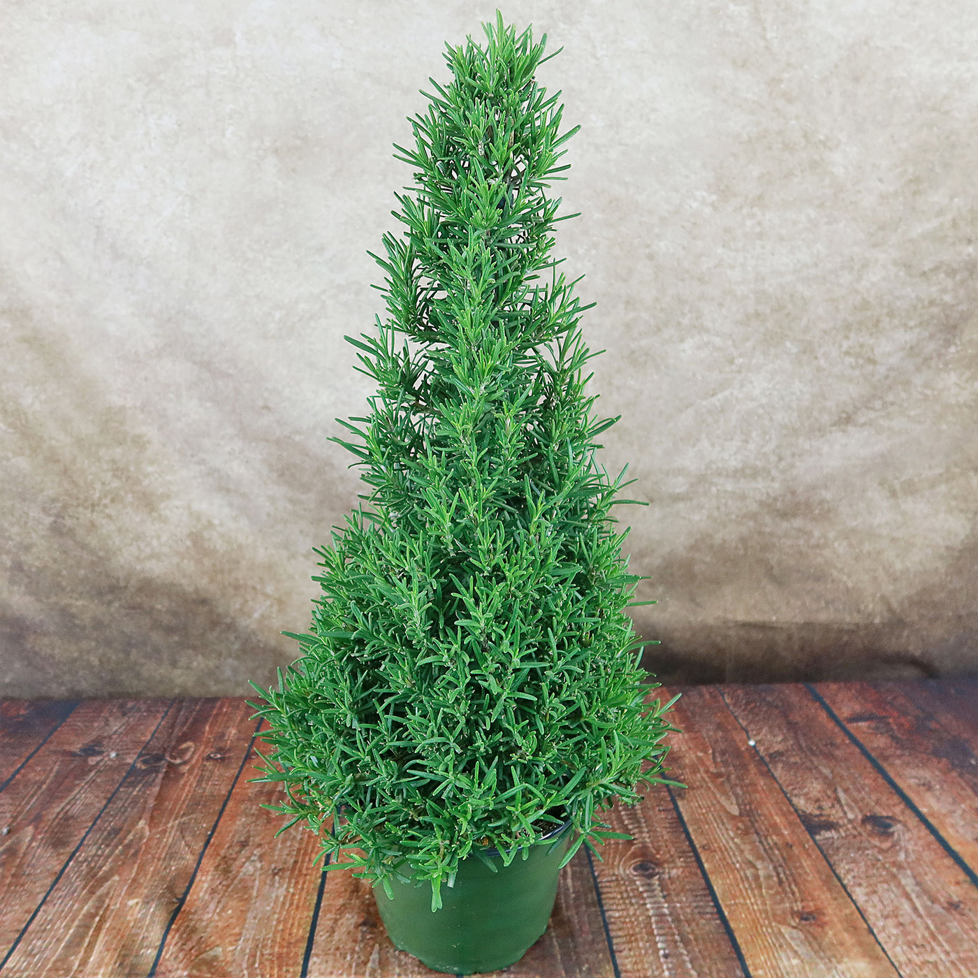 christmas tree like indoor plant Rosemary Christmas Tree ‘Salvia rosemarinus’ Testing 4" Pot / Teal / Without Pot