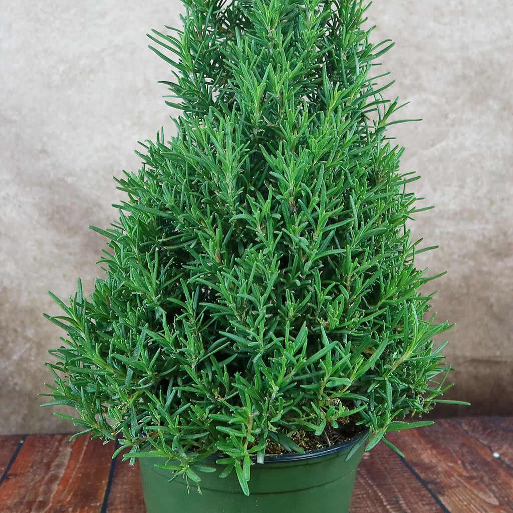 Rosemary Christmas Tree ‘Salvia rosemarinus’
