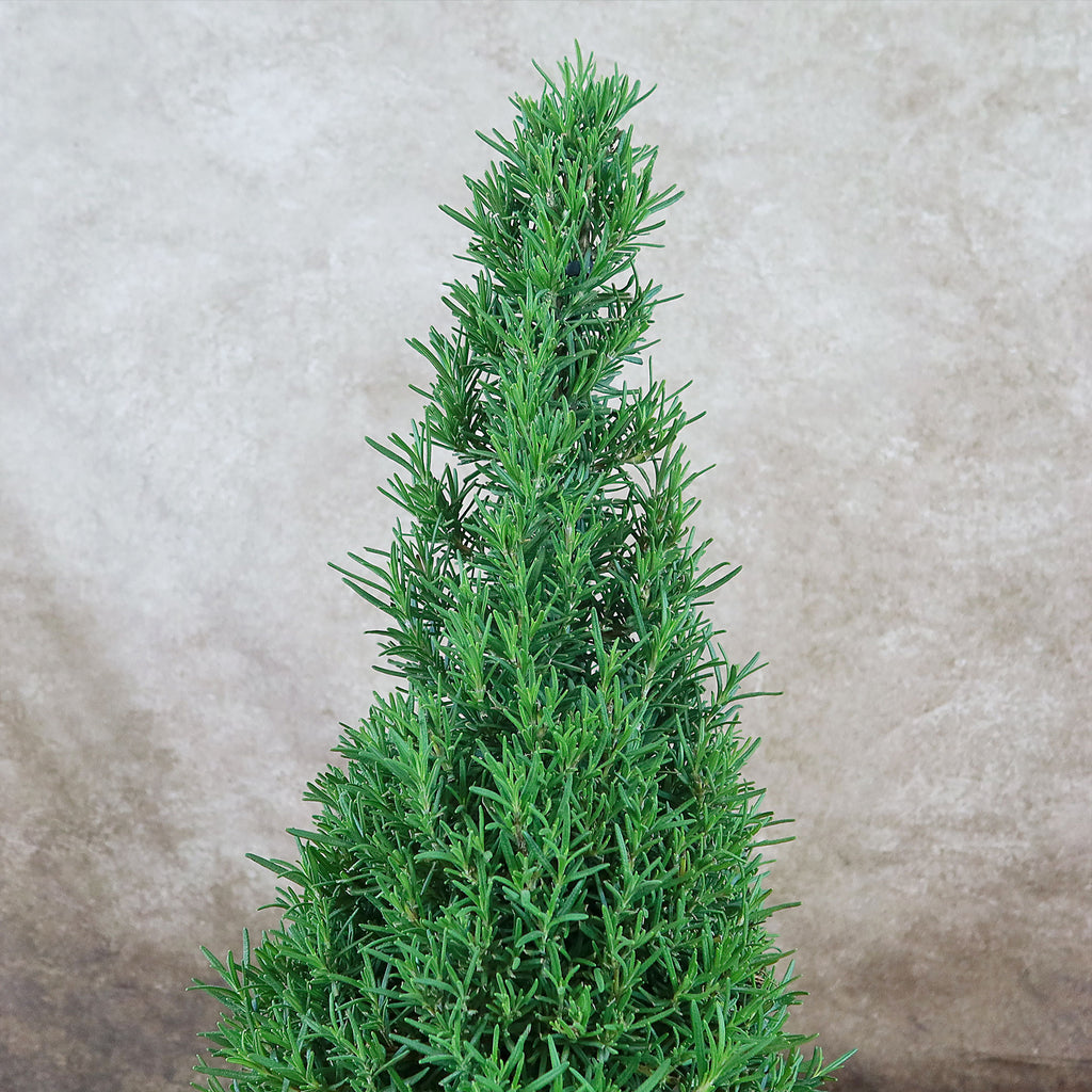 Rosemary Christmas Tree ‘Salvia rosemarinus’