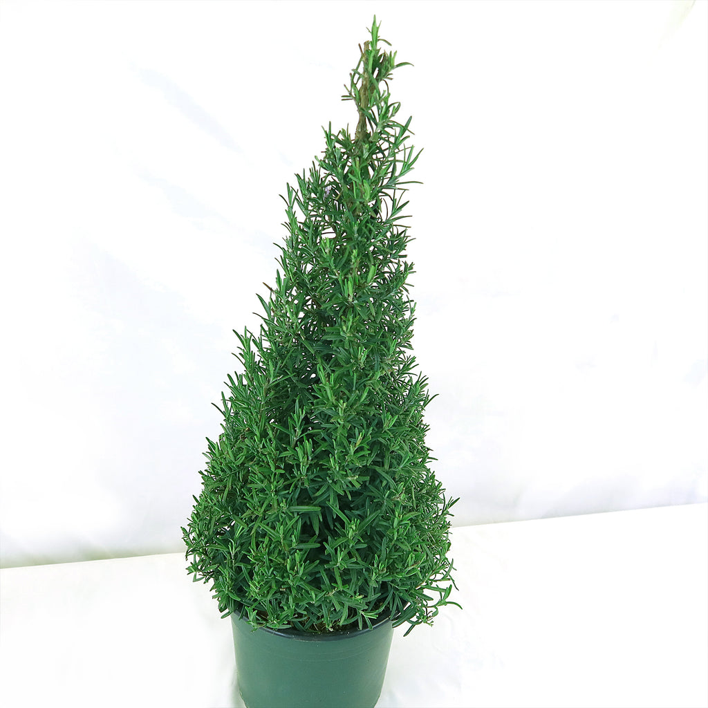 Rosemary Christmas Tree ‘Salvia rosemarinus’