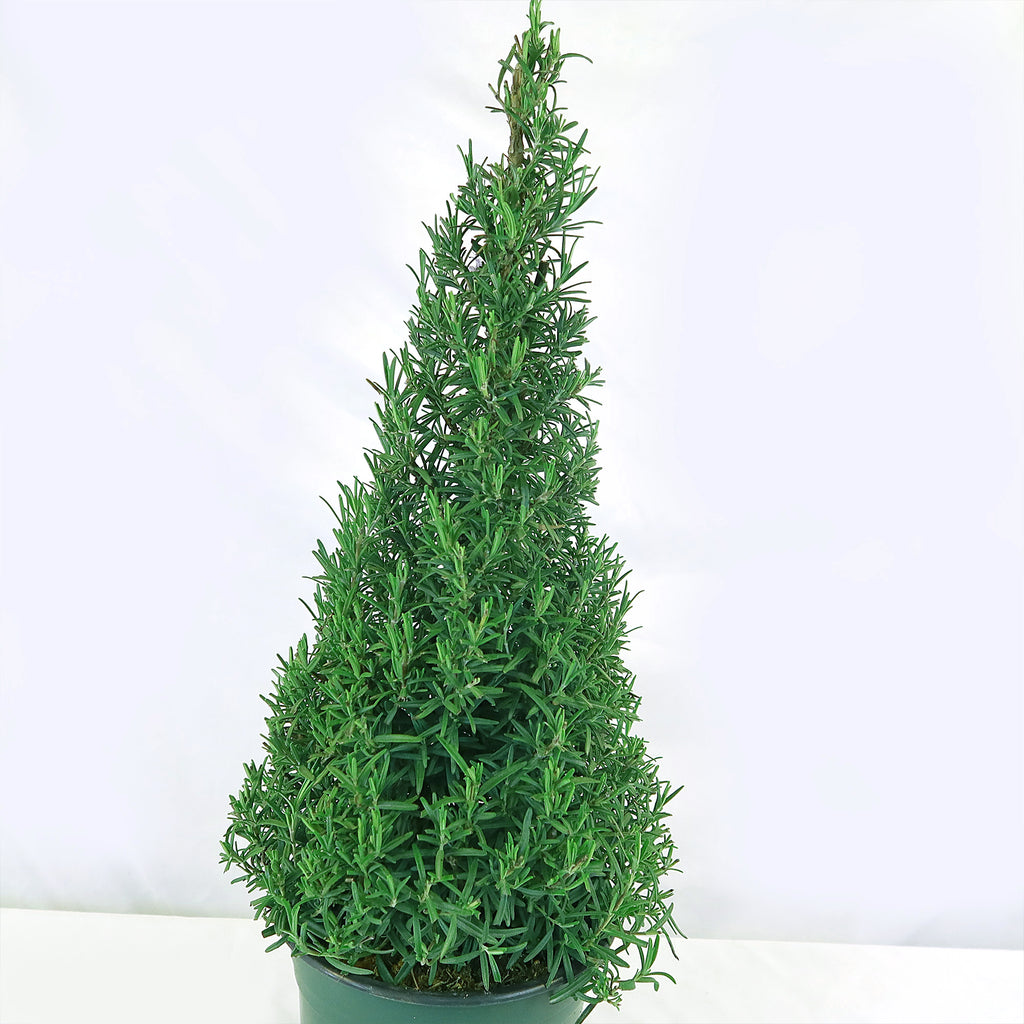 Rosemary Christmas Tree ‘Salvia rosemarinus’